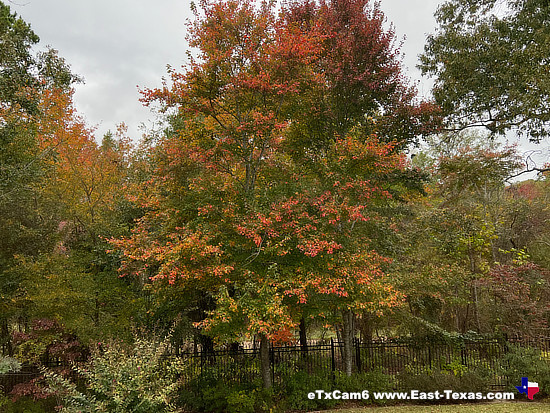 East Texas 2023 Fall  Foliage Cam