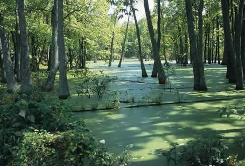 Big Thicket National Preserve in Southeast Texas