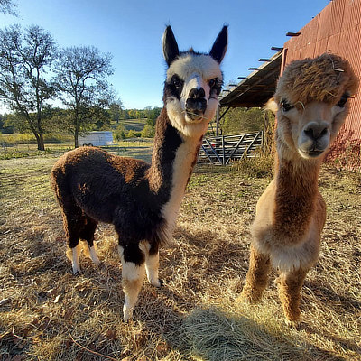 Some of the friendly animals, at the Kaleidoscope Ranch in Big Sandy, Texas