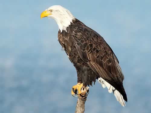 Texas Birds, Birding, Bird Watching, Where to Watch Birds