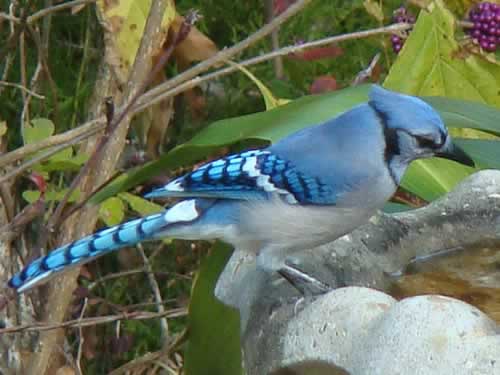 Blue Jay