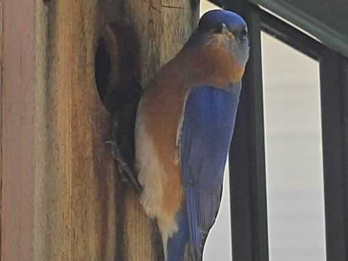 Bluebird