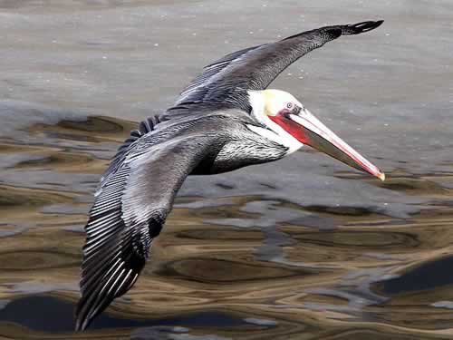 Brown Pelican