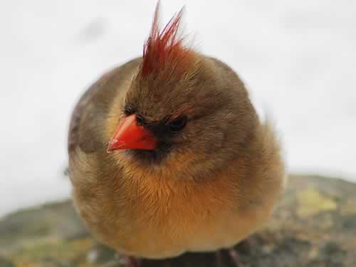 Female Cardinal, feeding in winter... Tyler, Texas