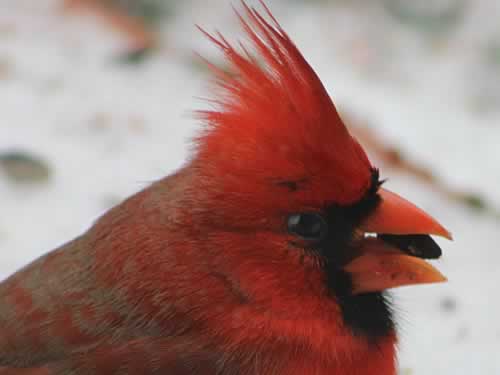 Male Cardinal