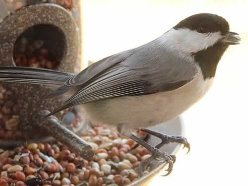 Chickadee