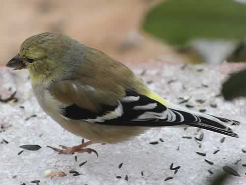 American Goldfinch