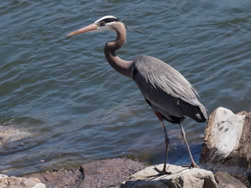 Great Blue Heron