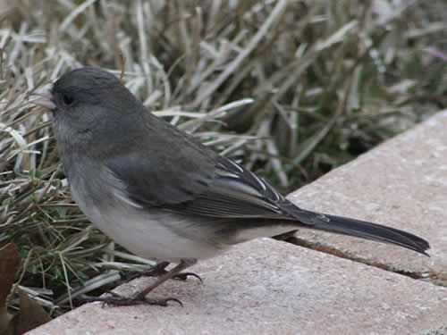 Junco