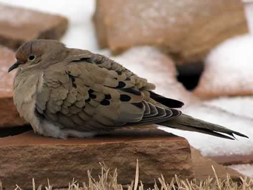 Mourning Dove