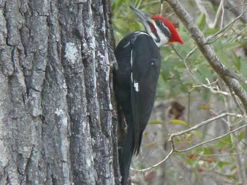 Pileated Woodpecker