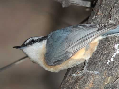 Red-Breasted Nuthatch