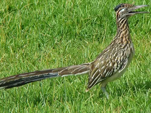 Roadrunner