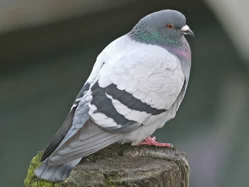 Rock Pigeon