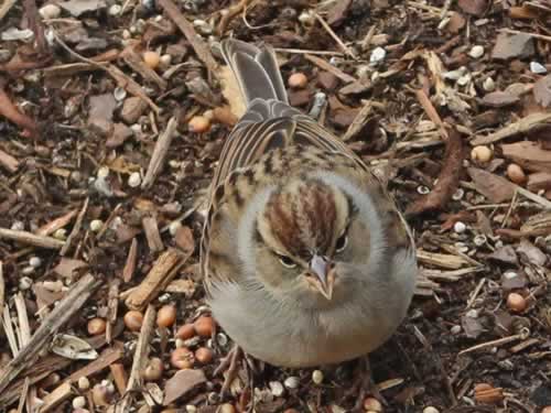 House Sparrow