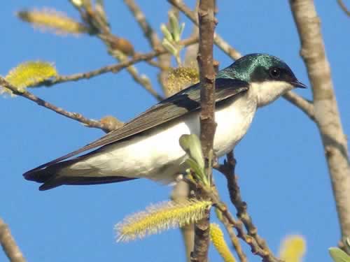 Tree Swallow