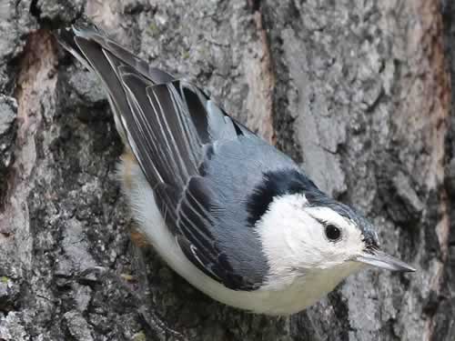 White-Breasted Nuthatch