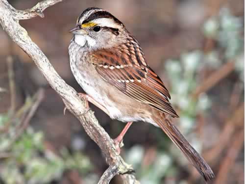 White Throated Sparrow