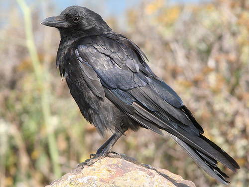 American Crow in East Texas