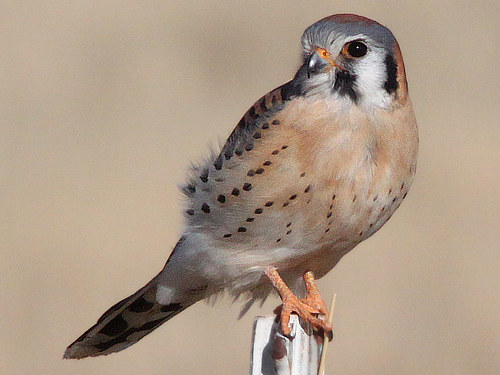 American Kestrel