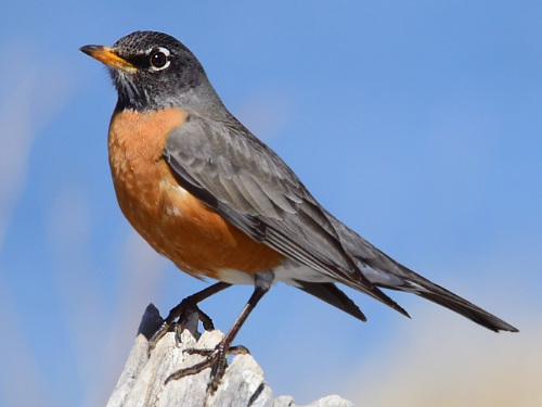 American Robin