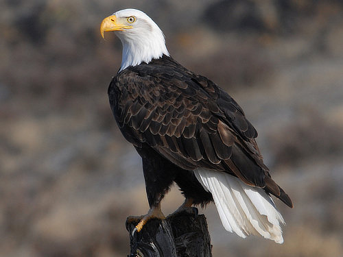 Bald Eagle