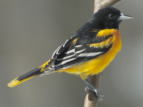 Baltimore Oriole