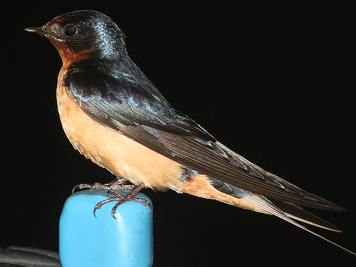 Barn Swallow