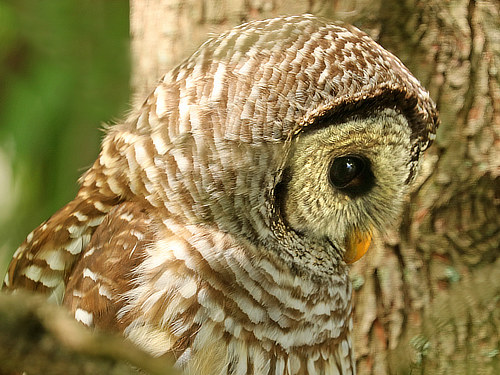 Barred Owl