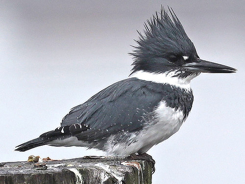 Belted Kingfisher