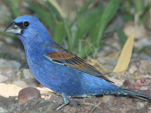 Blue Grosbeak