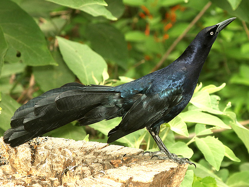 Boat-tailed Grackle