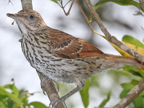 Brown Thrasher