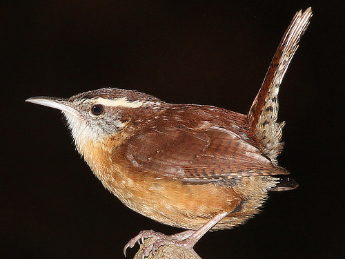 Carolina Wren