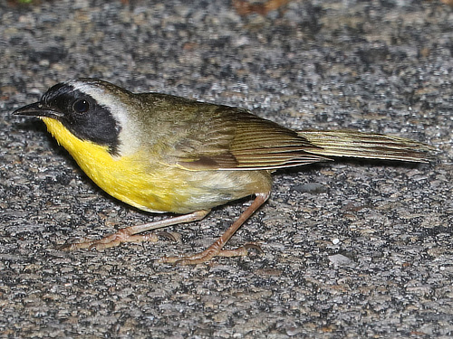 Common Yellowthroat