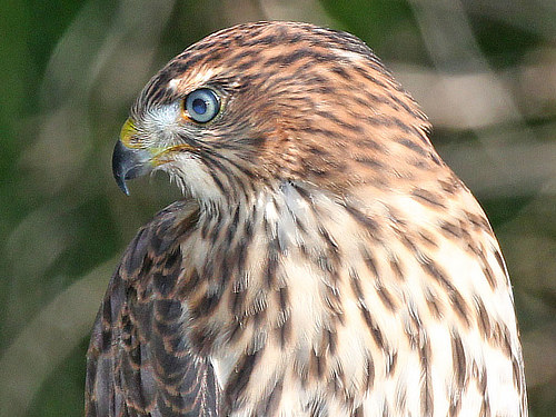 Cooper's Hawk