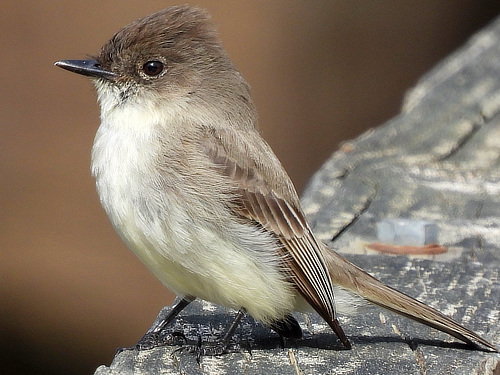 Eastern Phoebe