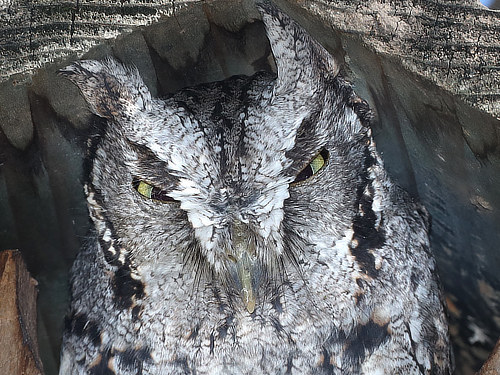 Eastern Screech Owl