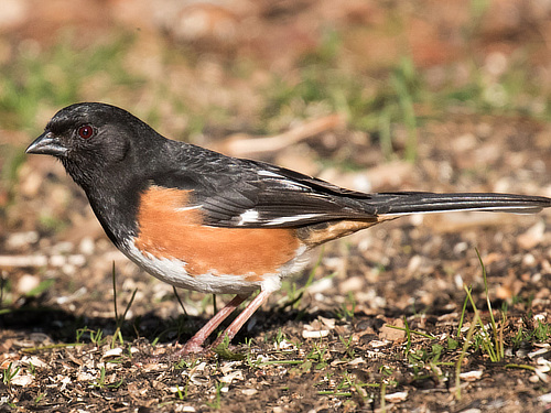 Eastern Towhee