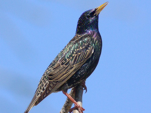 European Starling