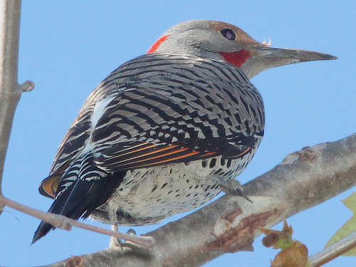 Northern Flicker