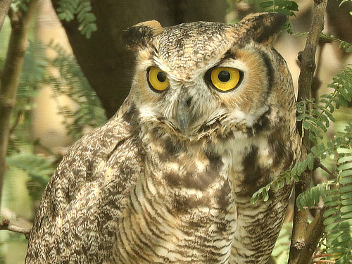 Great Horned Owl