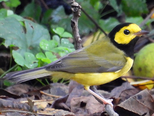 Hooded Warbler