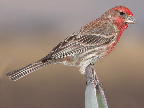 Male House Finch