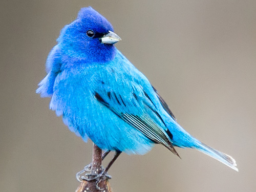 Indigo Bunting