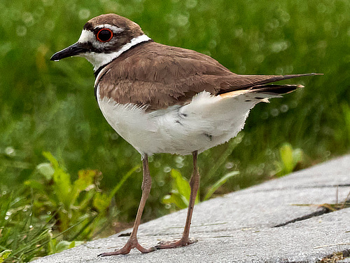 Killdeer