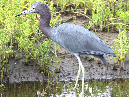 Little Blue Heron