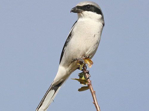 Loggerhead Shrike