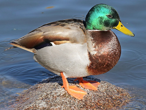 Mallard Duck