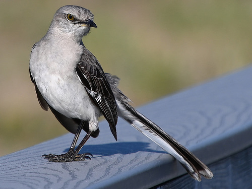 Northern Mockingbird